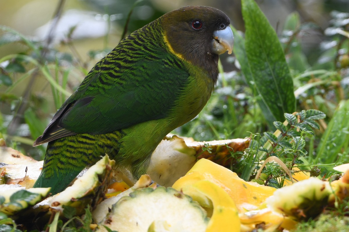 Brehm's Tiger-Parrot - ML640884768