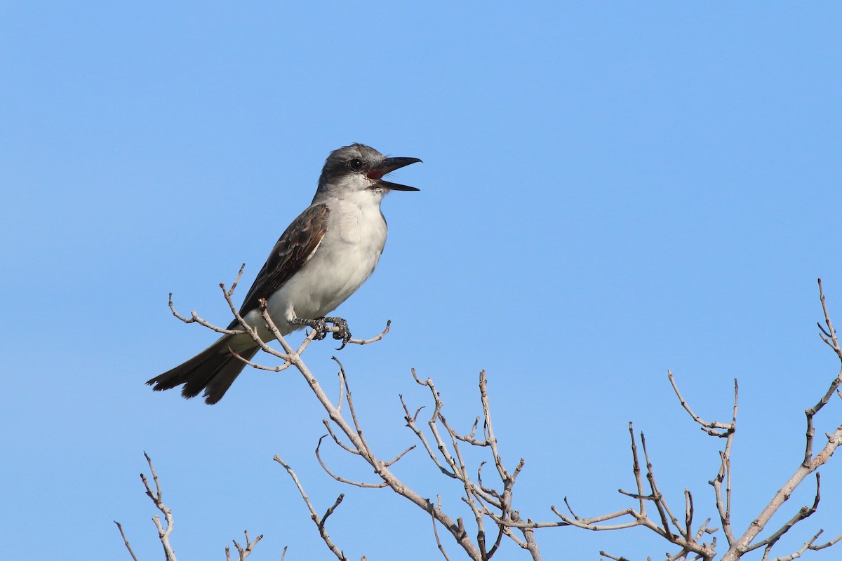 Gray Kingbird - ML640884769