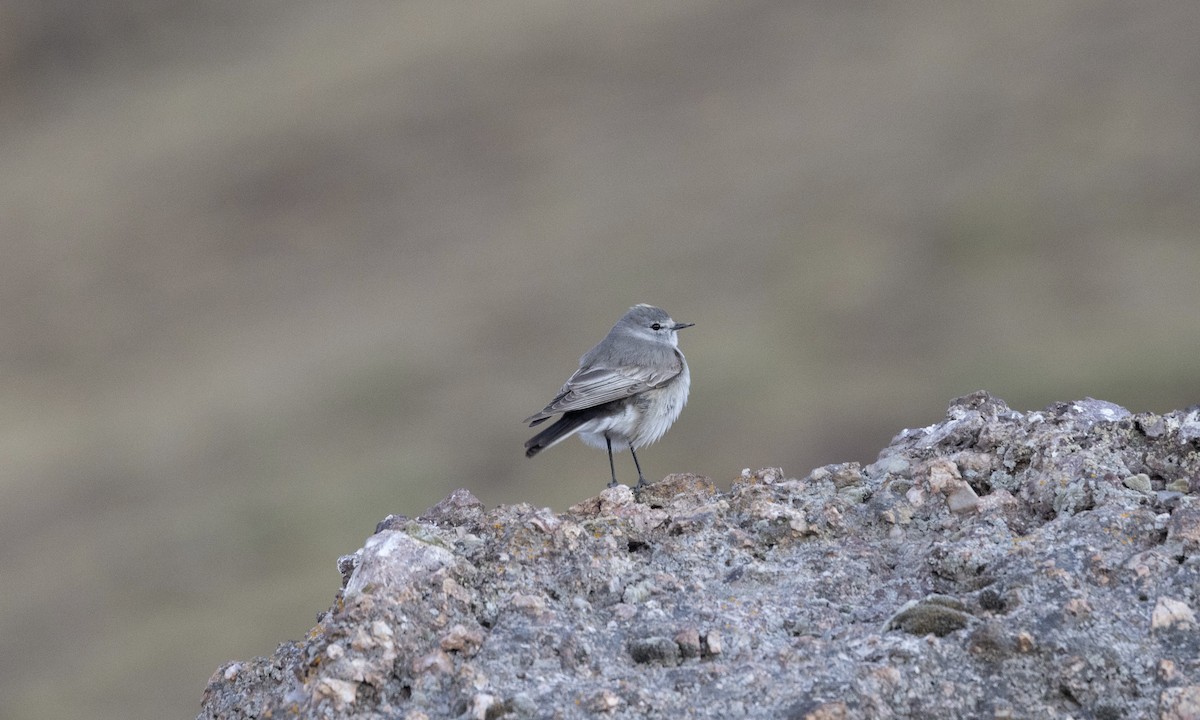 Ochre-naped Ground-Tyrant - ML640884781