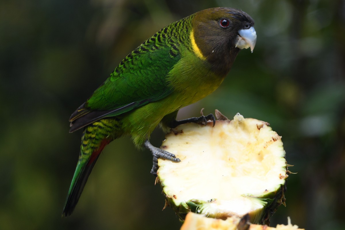 Brehm's Tiger-Parrot - ML640884808