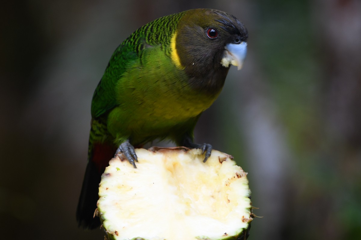 Brehm's Tiger-Parrot - ML640884813