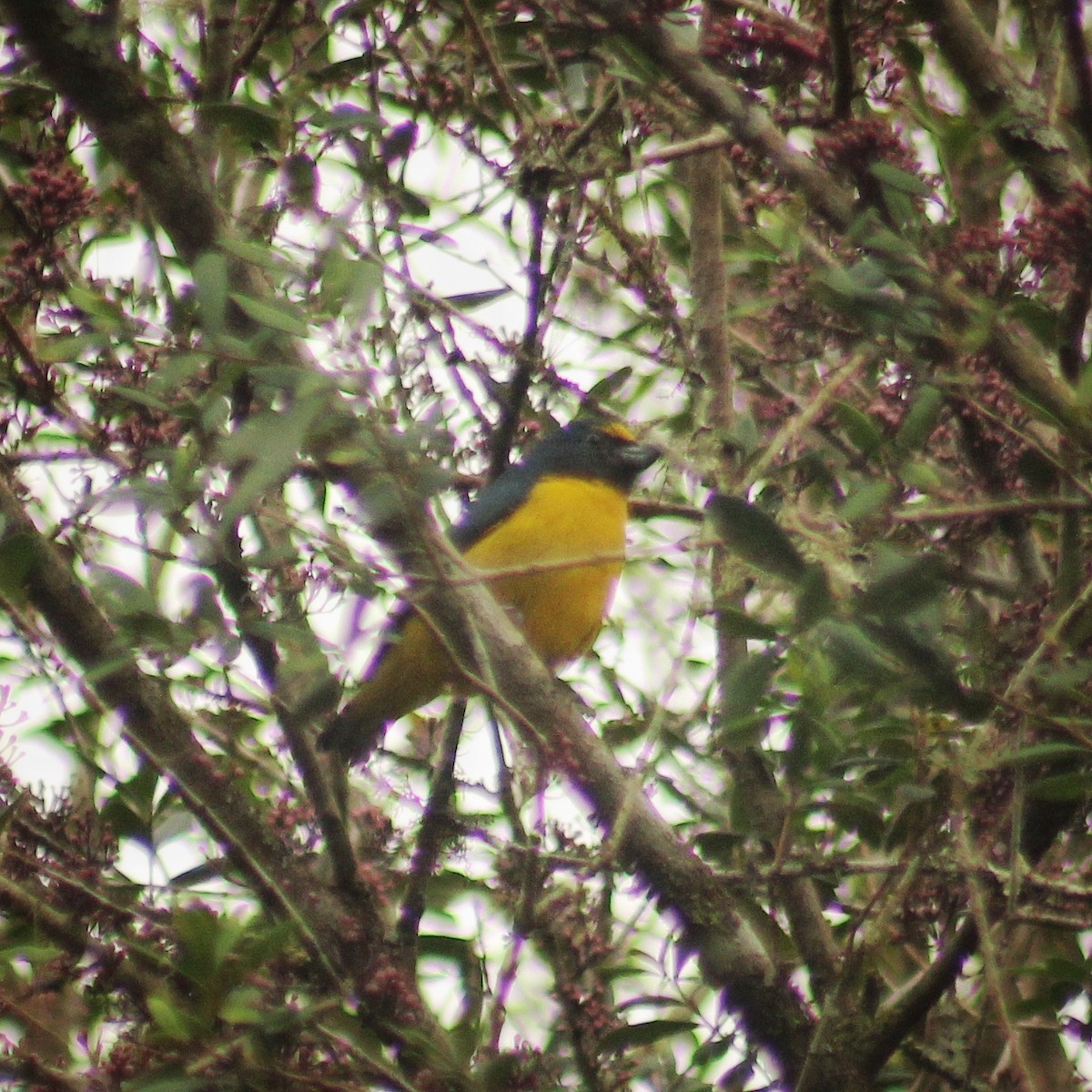 Green-throated Euphonia - ML640884817