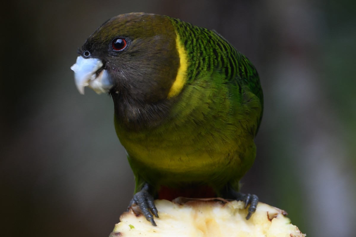 Brehm's Tiger-Parrot - ML640884824