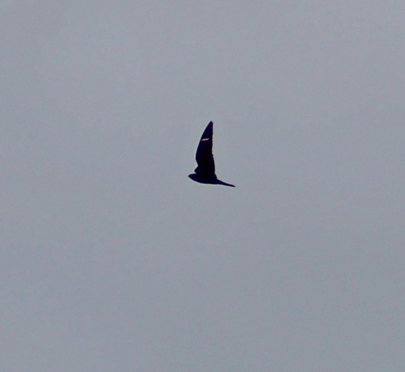 Common Nighthawk - ML640884846