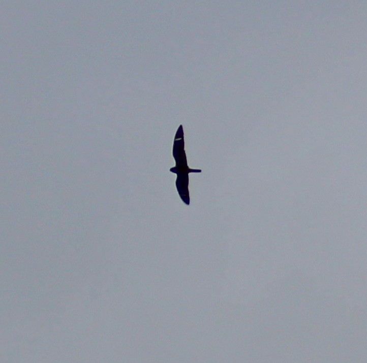 Common Nighthawk - ML640884848