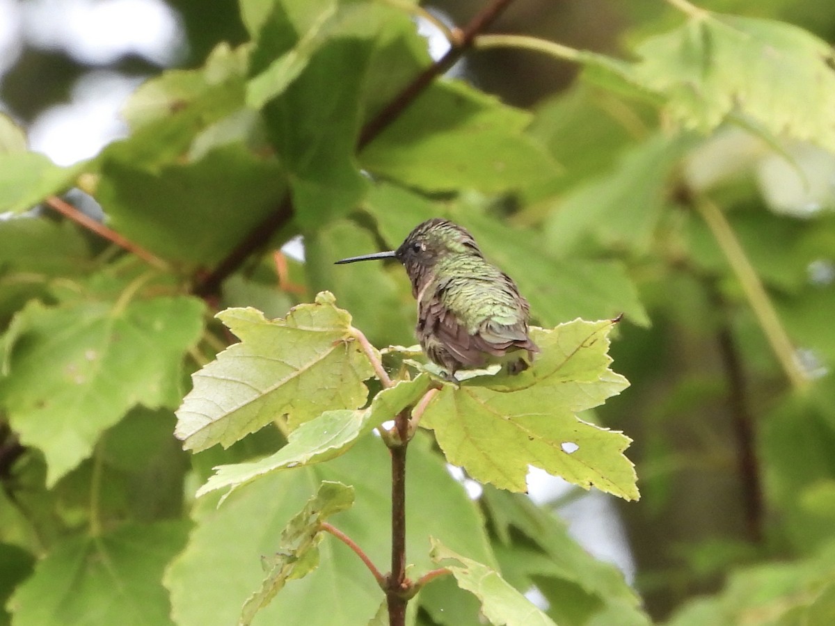 Ruby-throated Hummingbird - ML640884882