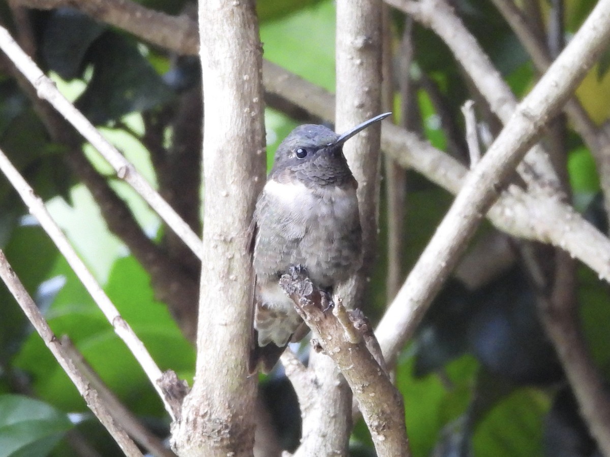 Ruby-throated Hummingbird - ML640884886