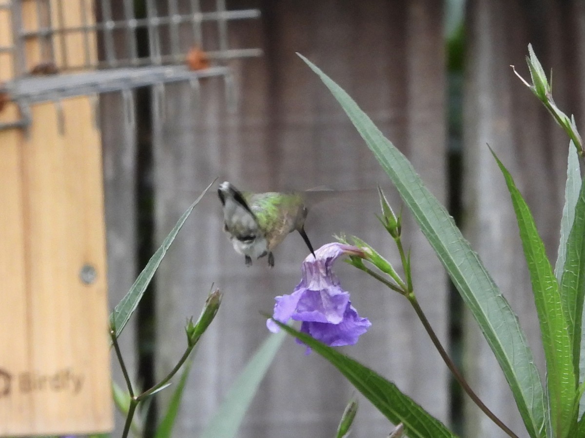 Ruby-throated Hummingbird - ML640884893