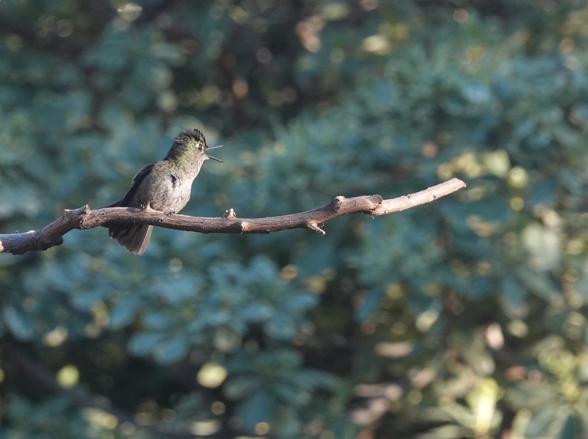 Colibri du Chili - ML640884930
