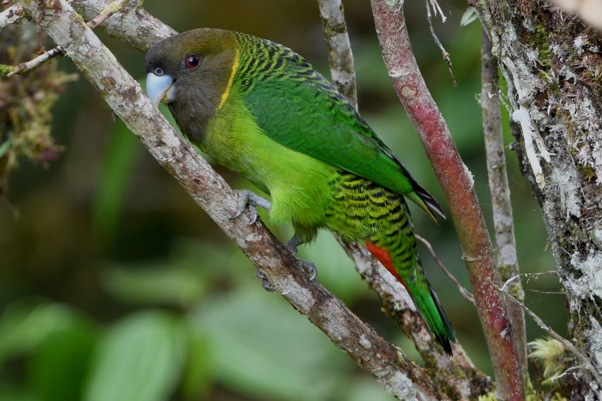 Brehm's Tiger-Parrot - ML640884985