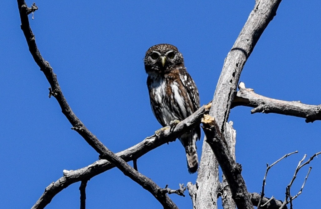 Austral Pygmy-Owl - ML640885077