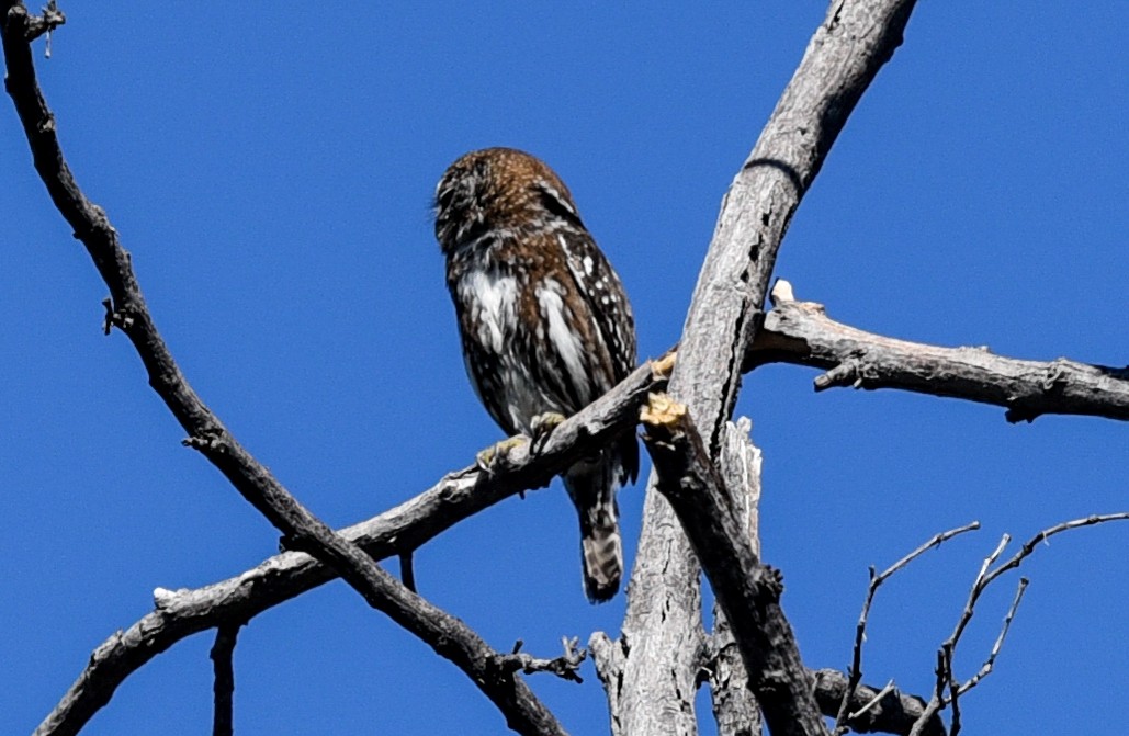 Austral Pygmy-Owl - ML640885078