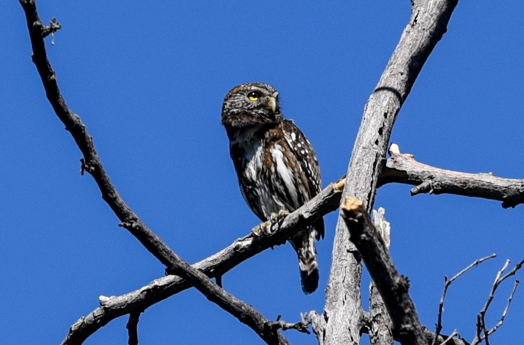 Austral Pygmy-Owl - ML640885079