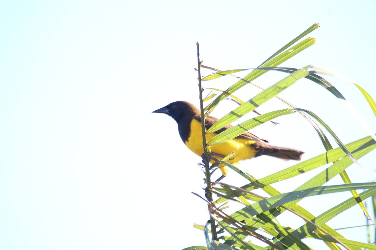 Yellow-rumped Marshbird - ML640885162