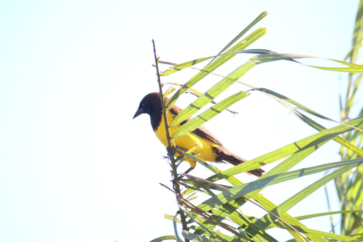 Yellow-rumped Marshbird - ML640885163