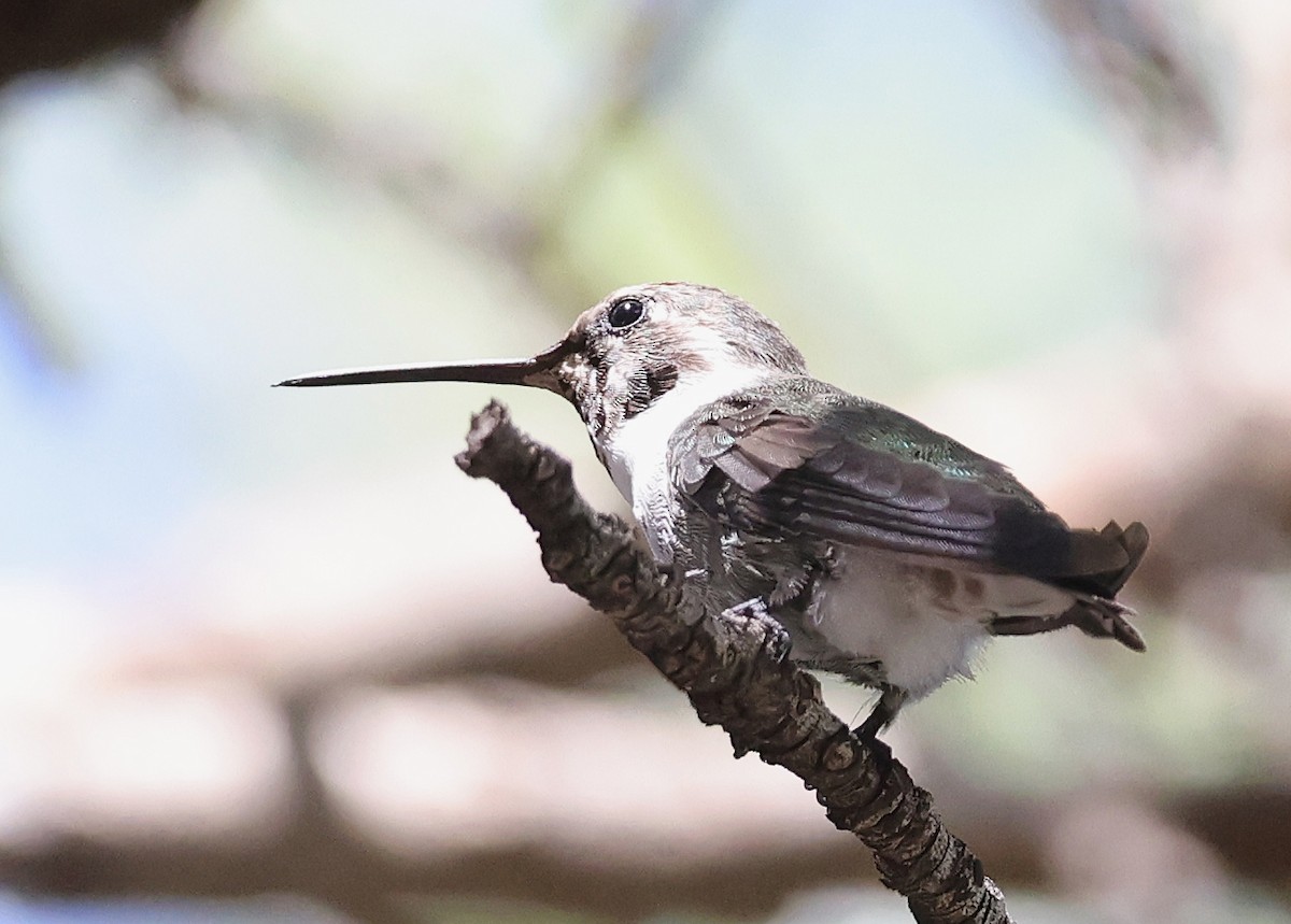 Costa's Hummingbird - ML640885209