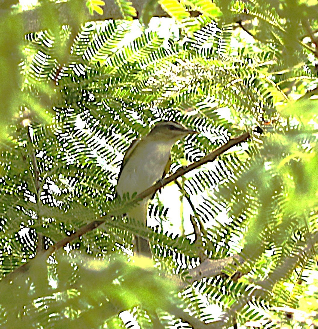 Vireo occhirossi - ML640885213