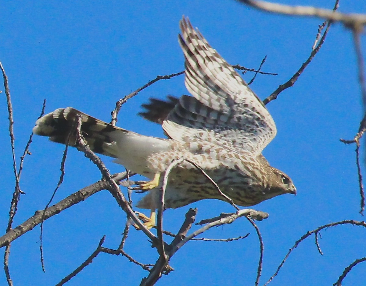 Cooper's Hawk - ML640885244