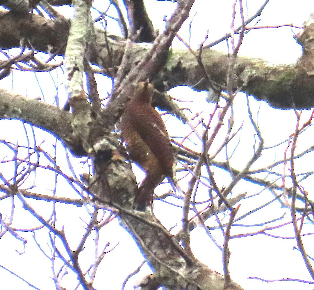 Waved Woodpecker (Waved) - ML640885248