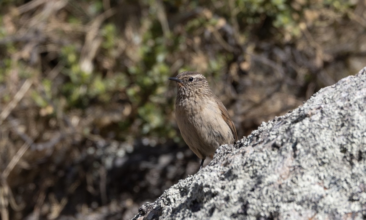 Streak-throated Canastero - ML640885249