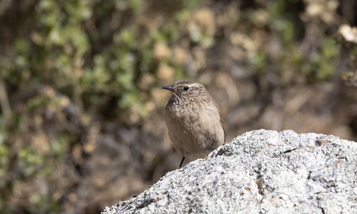 Streak-throated Canastero - ML640885250