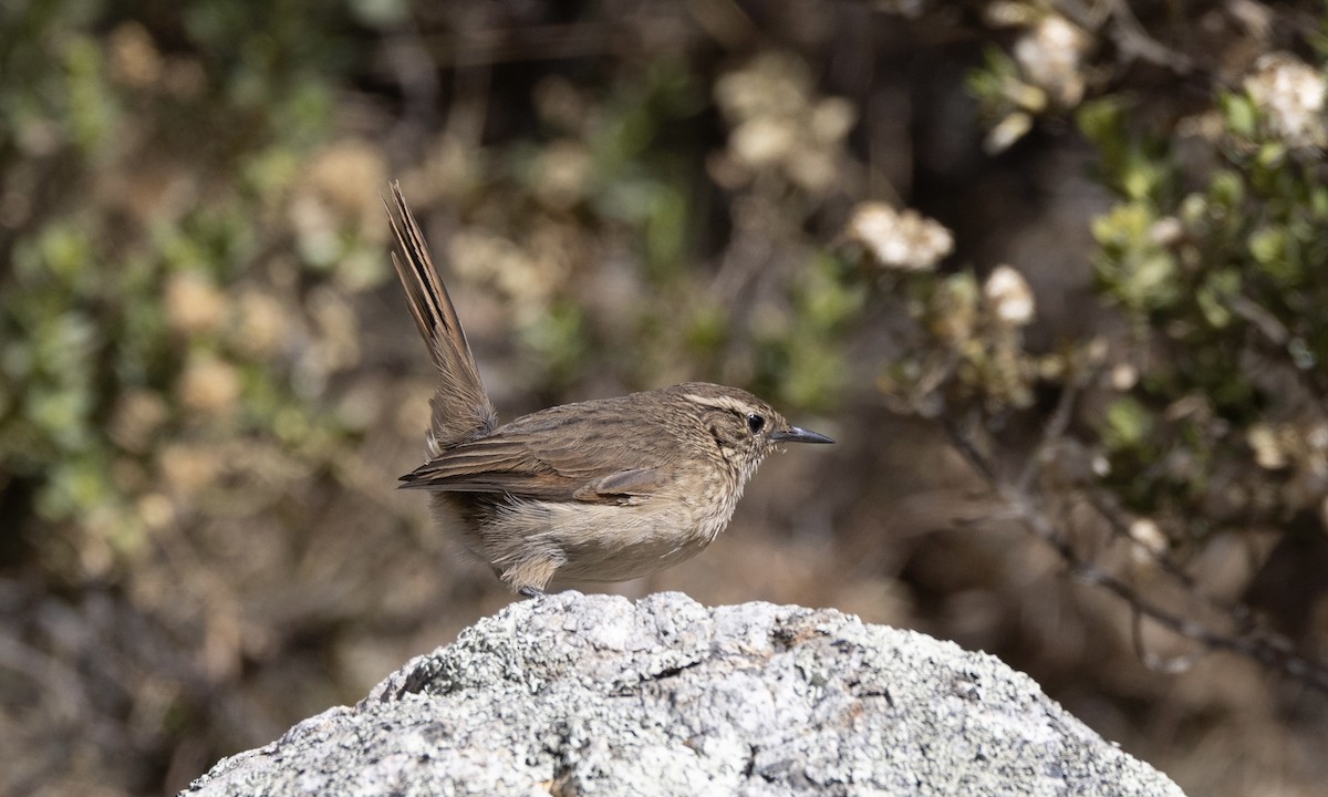 Streak-throated Canastero - ML640885251