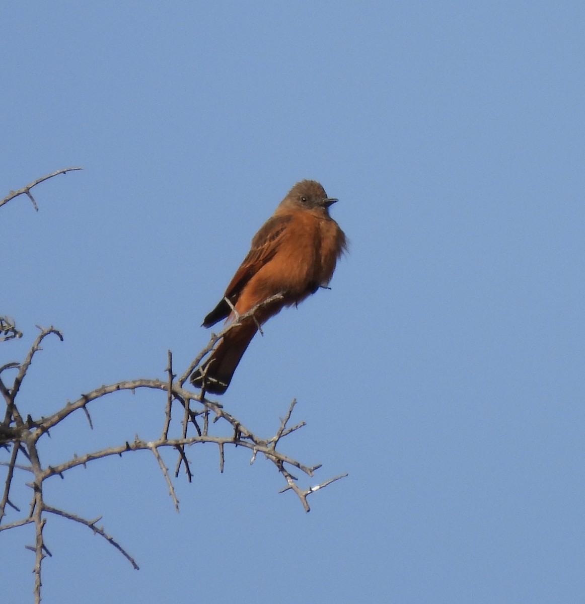 Cliff Flycatcher - ML640885310