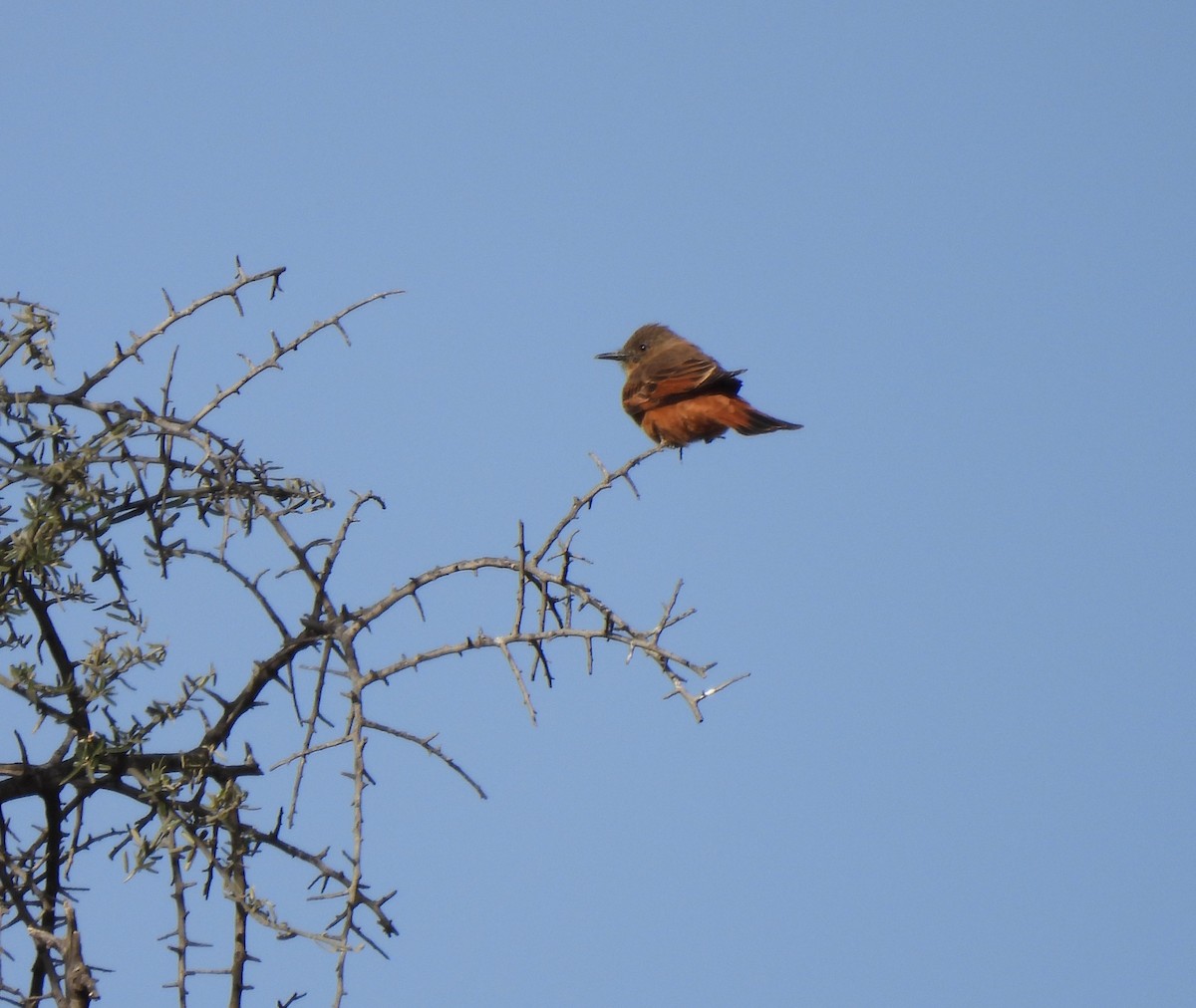 Cliff Flycatcher - ML640885311