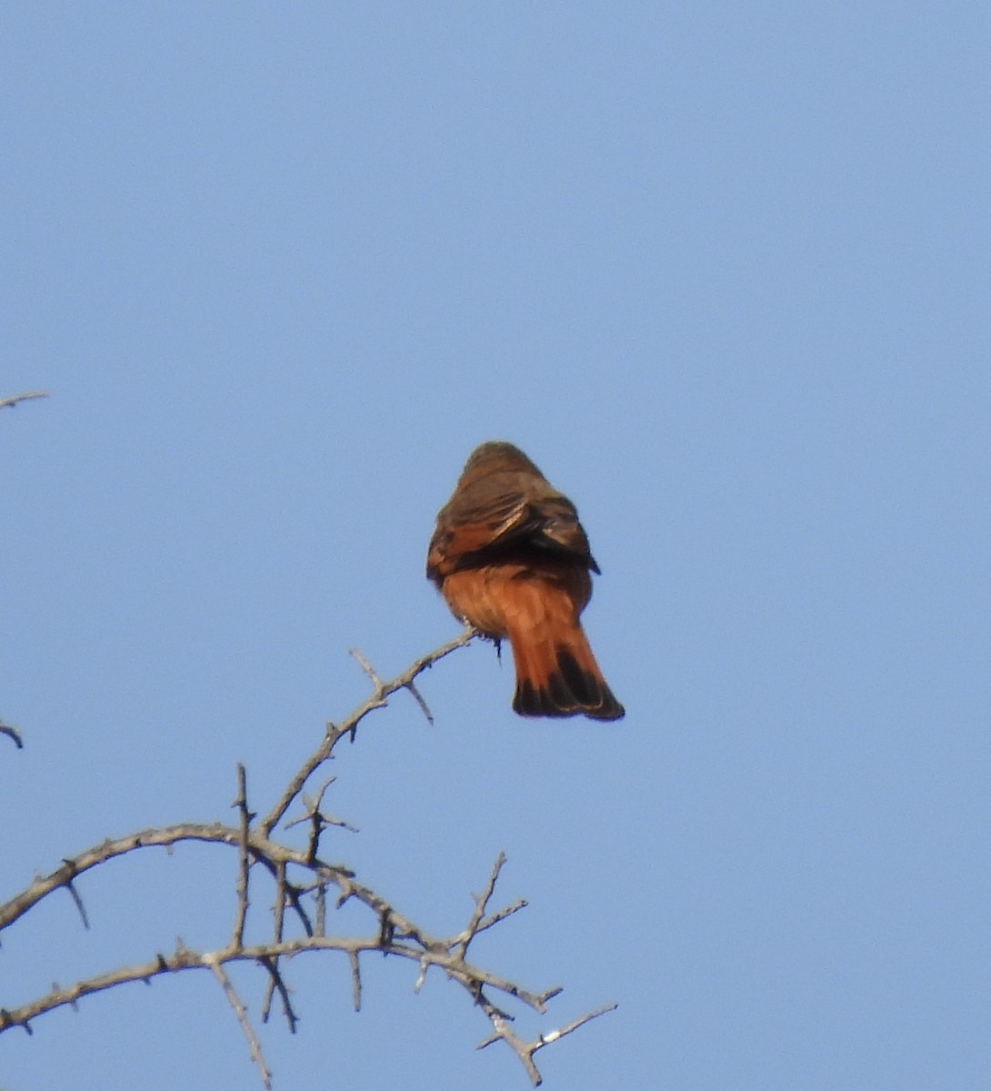 Cliff Flycatcher - ML640885312