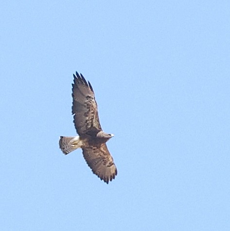 Swainson's Hawk - ML640885316