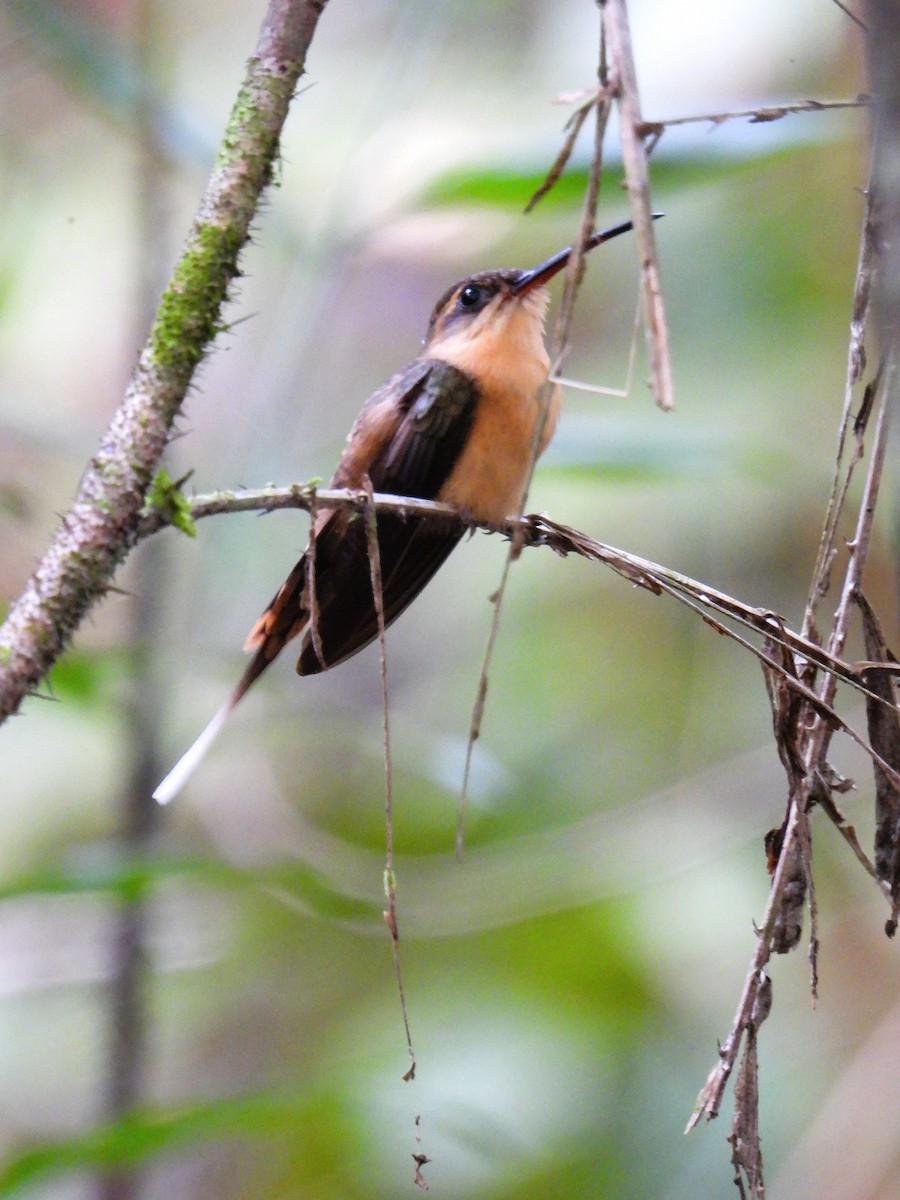 Needle-billed Hermit - ML640885350
