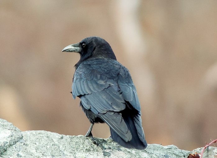 American Crow - ML640885426