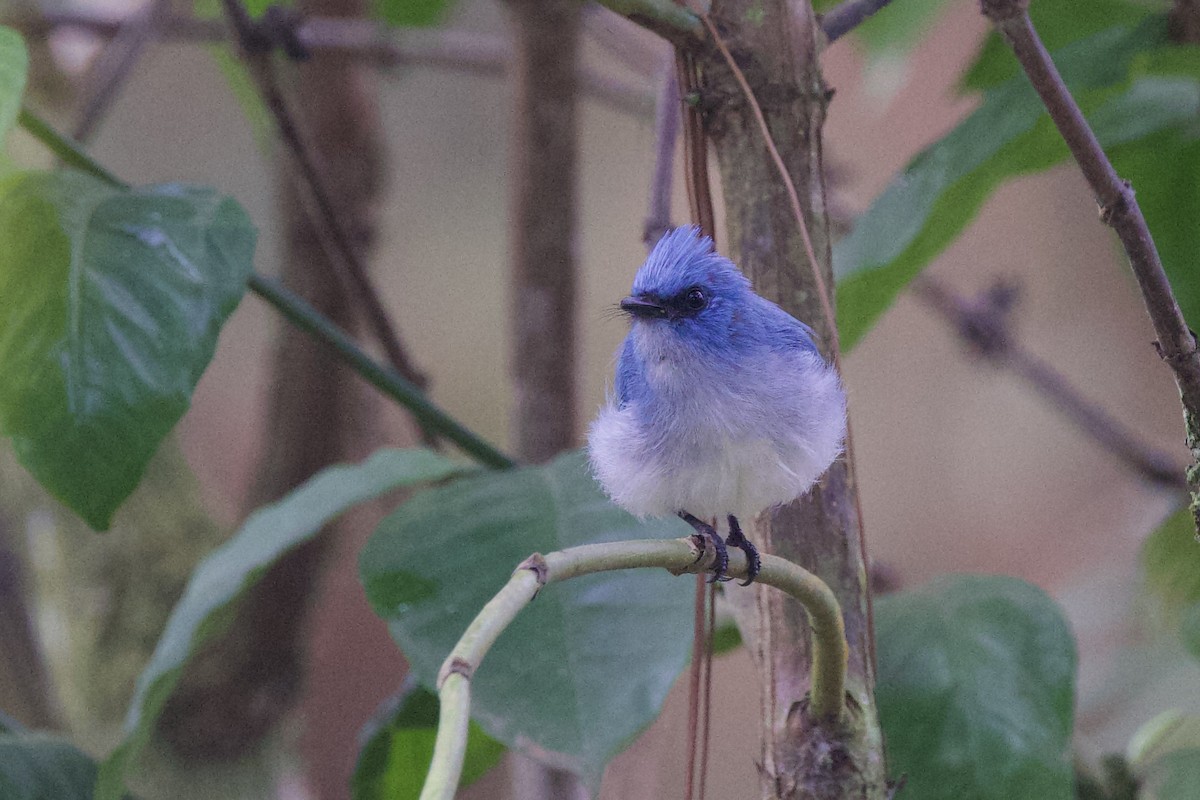 African Blue Flycatcher - ML640885452