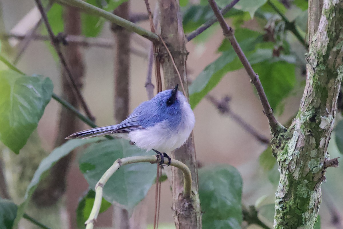 African Blue Flycatcher - ML640885453