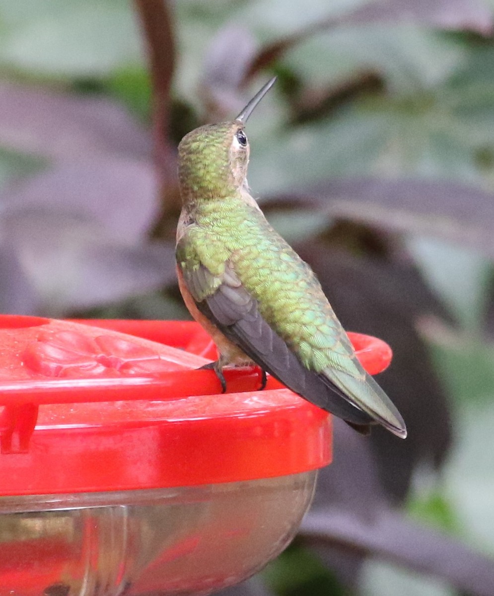 Broad-tailed Hummingbird - ML640885478