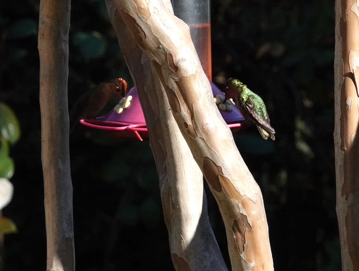 Colibri du Chili - ML640885479