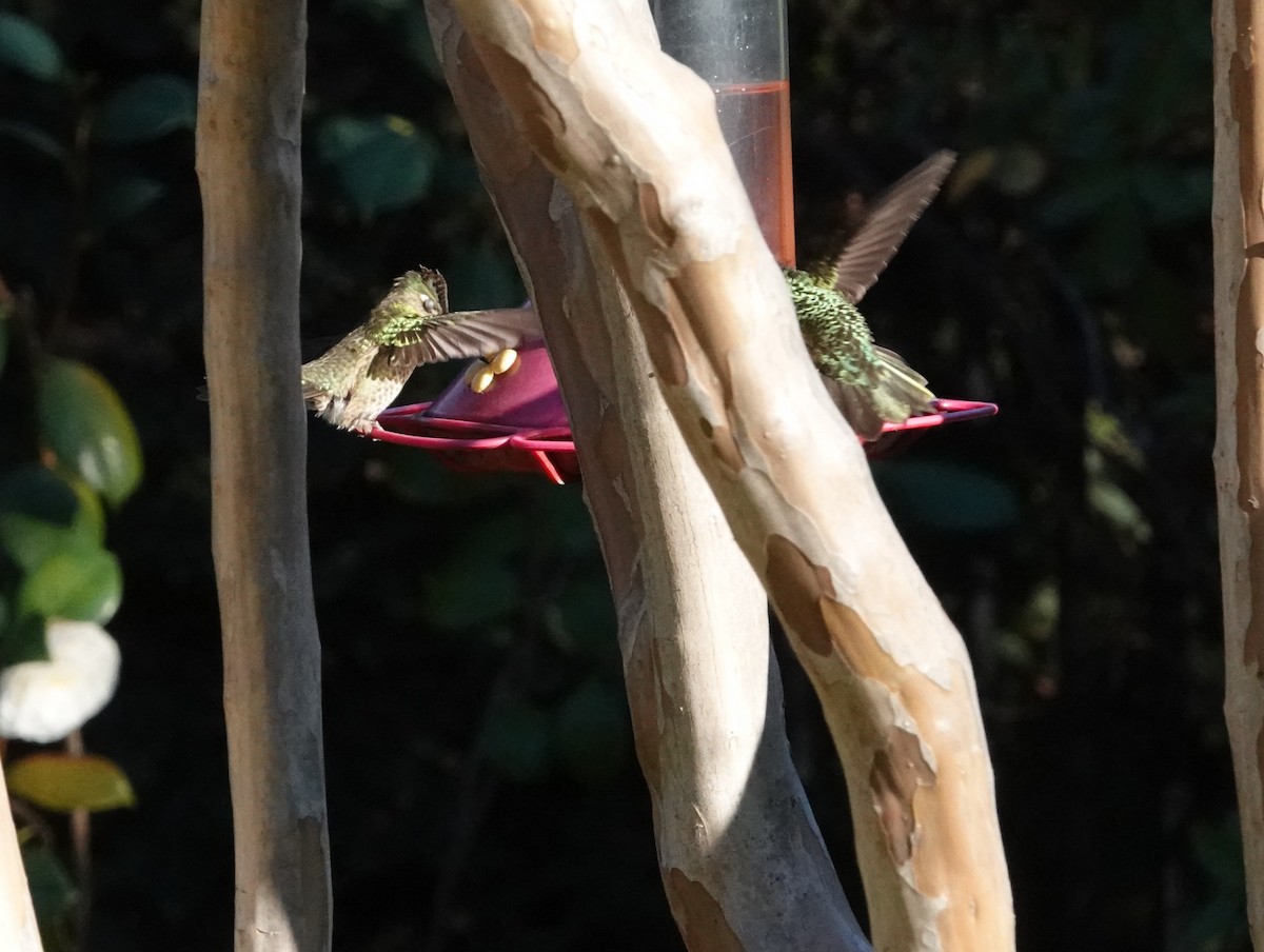 Colibri du Chili - ML640885480