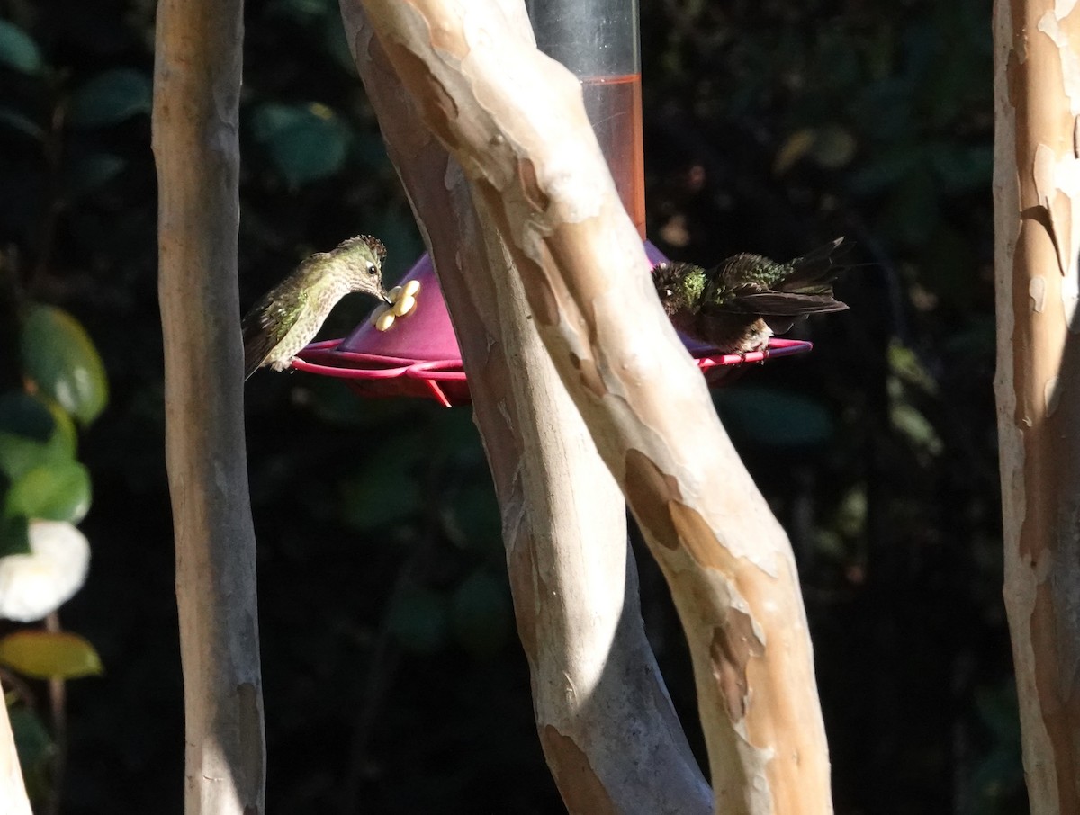 Colibri du Chili - ML640885481