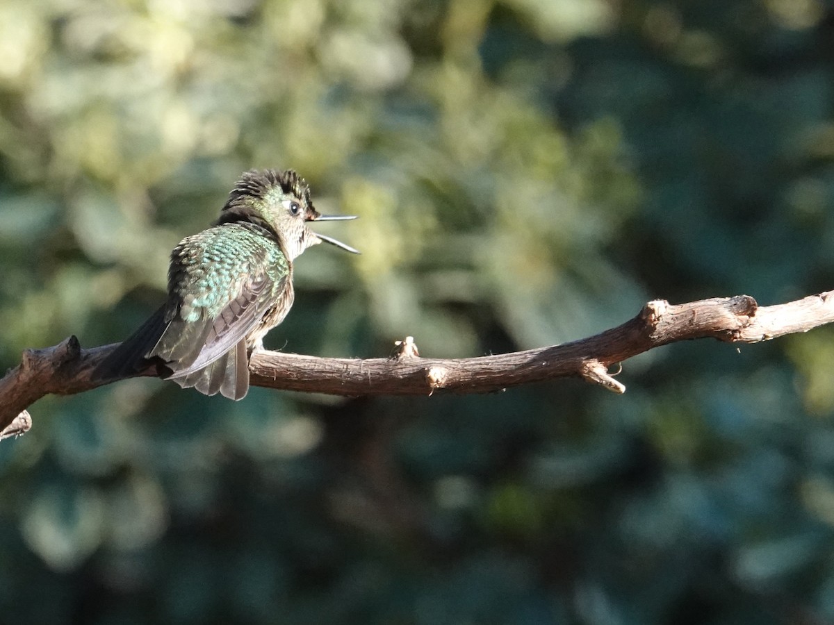 Colibri du Chili - ML640885482
