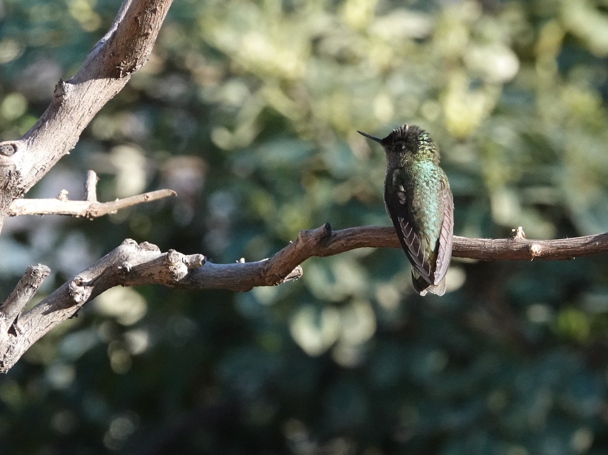 Colibri du Chili - ML640885483