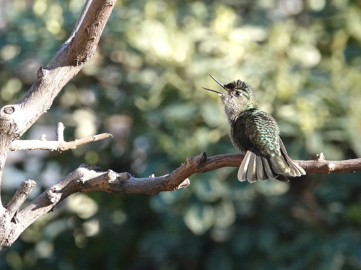 Colibri du Chili - ML640885484