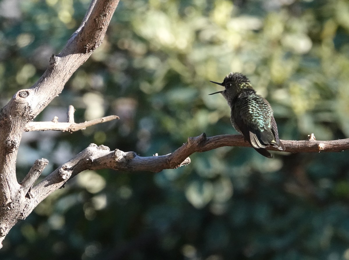 Colibri du Chili - ML640885486