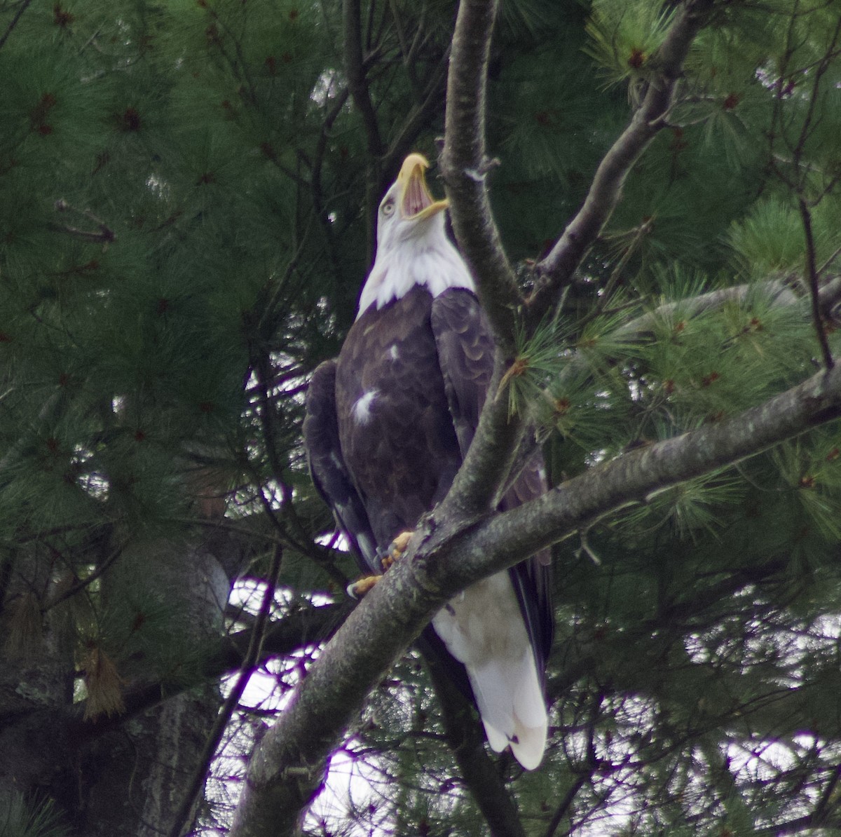 Bald Eagle - ML640885493