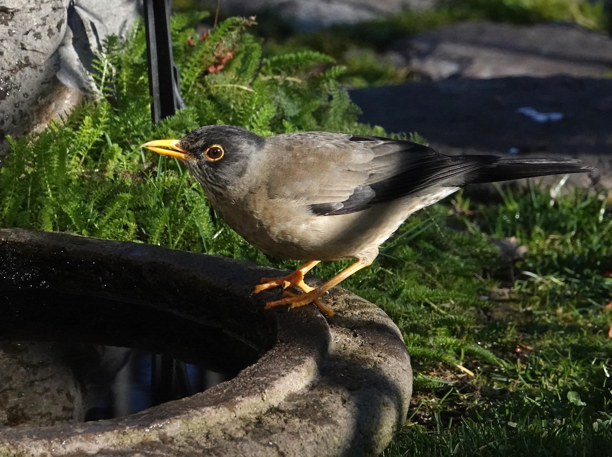 Austral Thrush - ML640885500