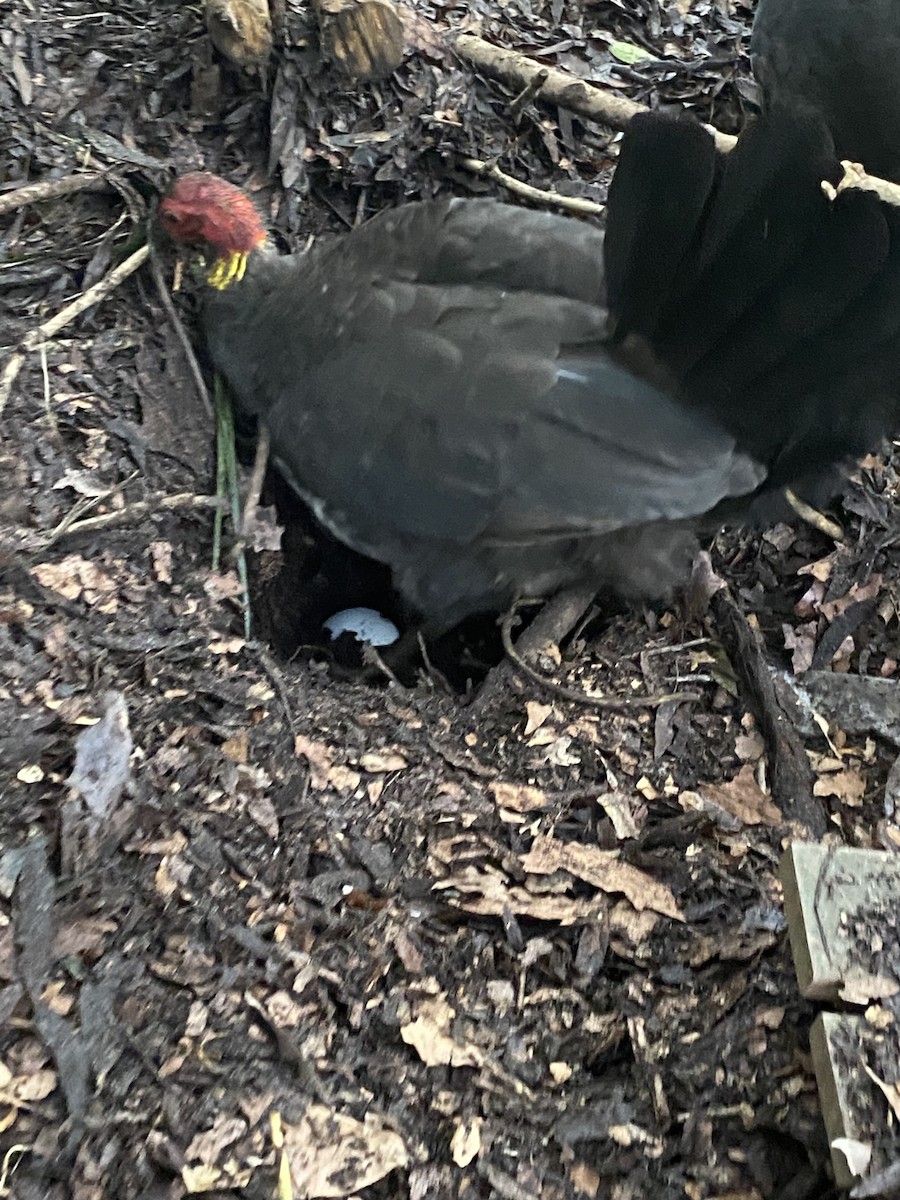 Australian Brushturkey - ML640885503