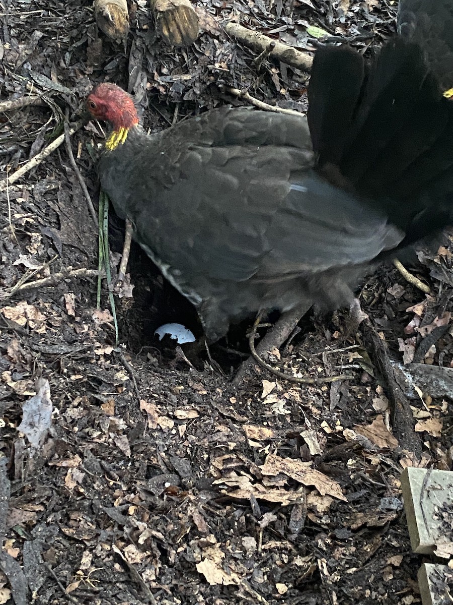 Australian Brushturkey - ML640885504