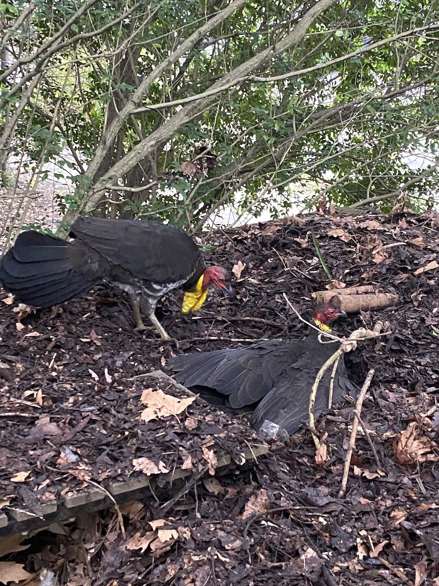 Australian Brushturkey - ML640885506