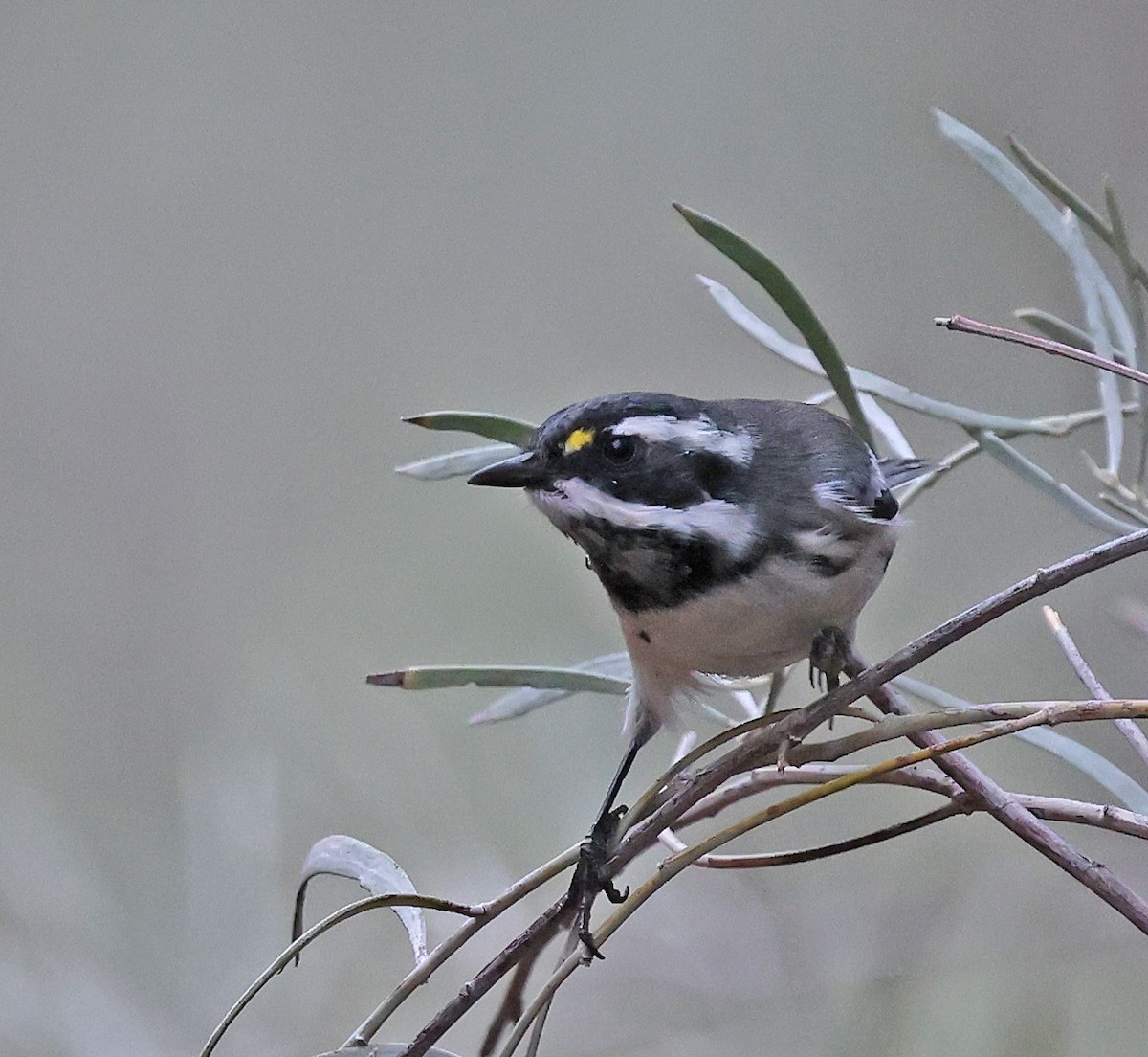 Black-throated Gray Warbler - ML640885530