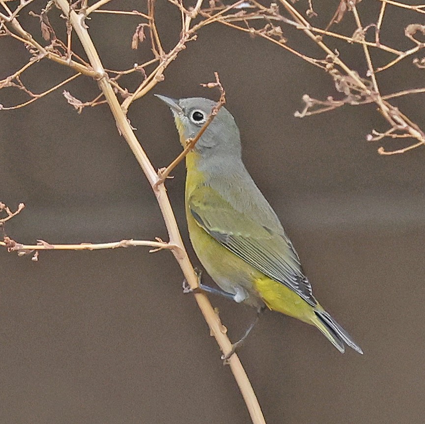 Nashville Warbler - ML640885540