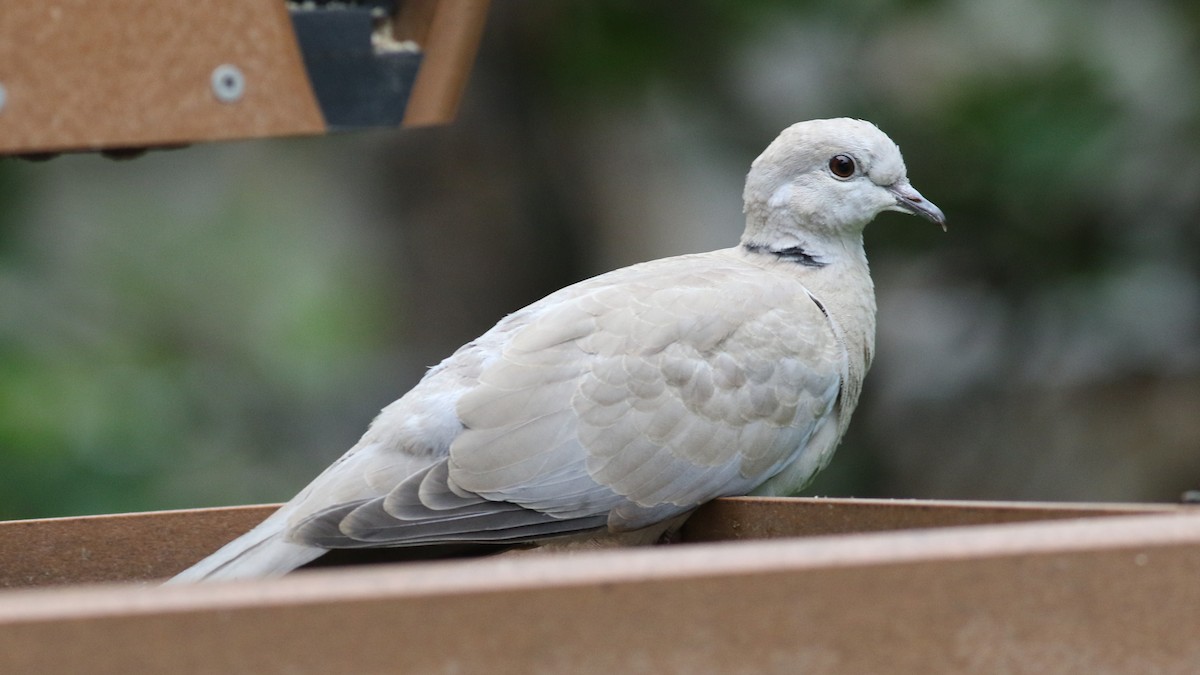 Eurasian Collared-Dove - ML640885554